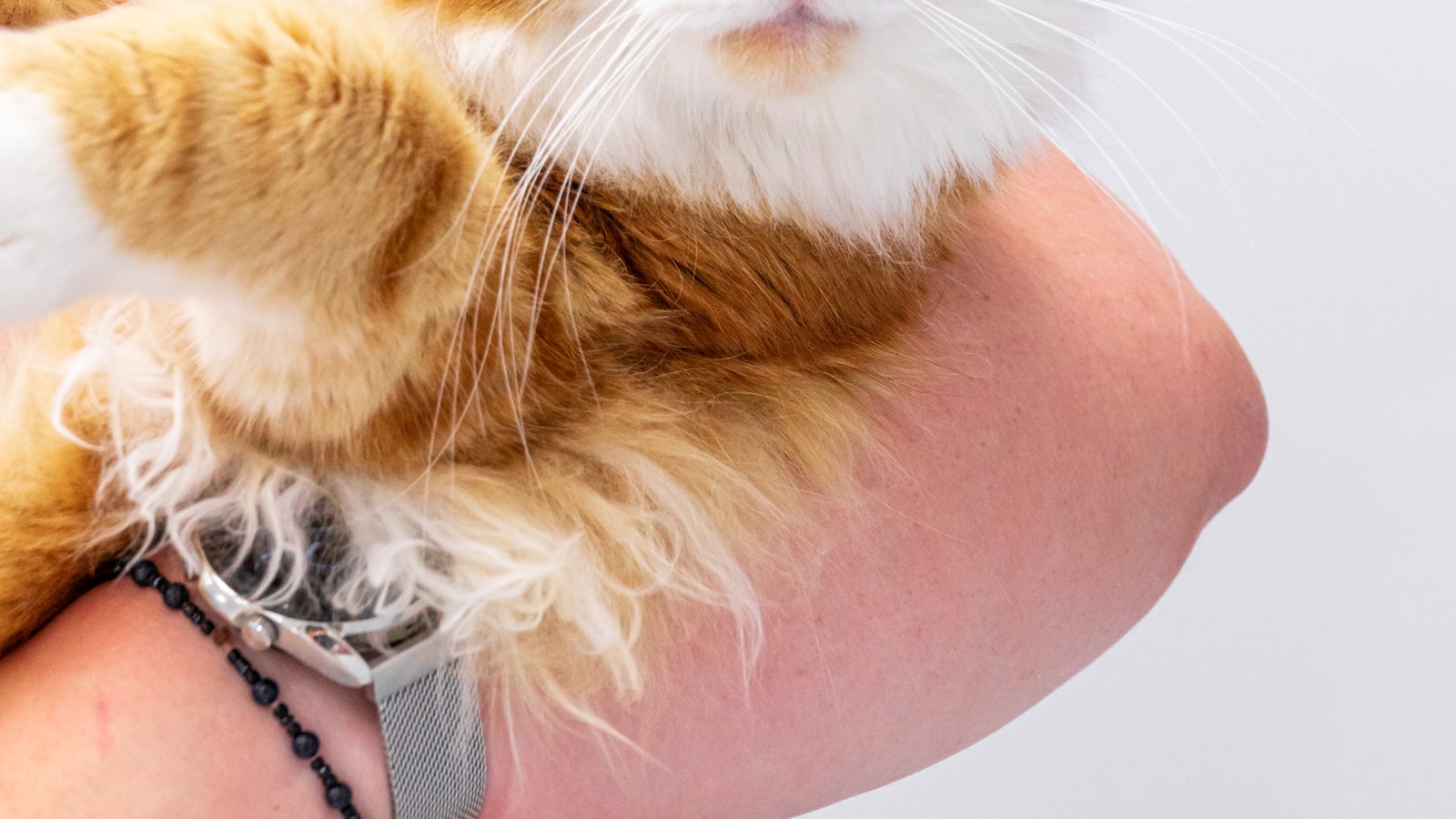 2. Gesundheitsrisiko für Katzen: Was passiert, wenn sie Knoblauch fressen?