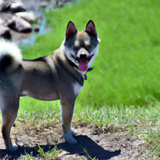 Der charakteristische Kai Ken Hund: Ein treuer Begleiter für aktive Familien
