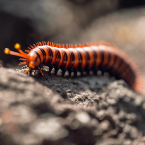 Alles über den Feuertausendfüßer (Melanophryniscus stelzneri)