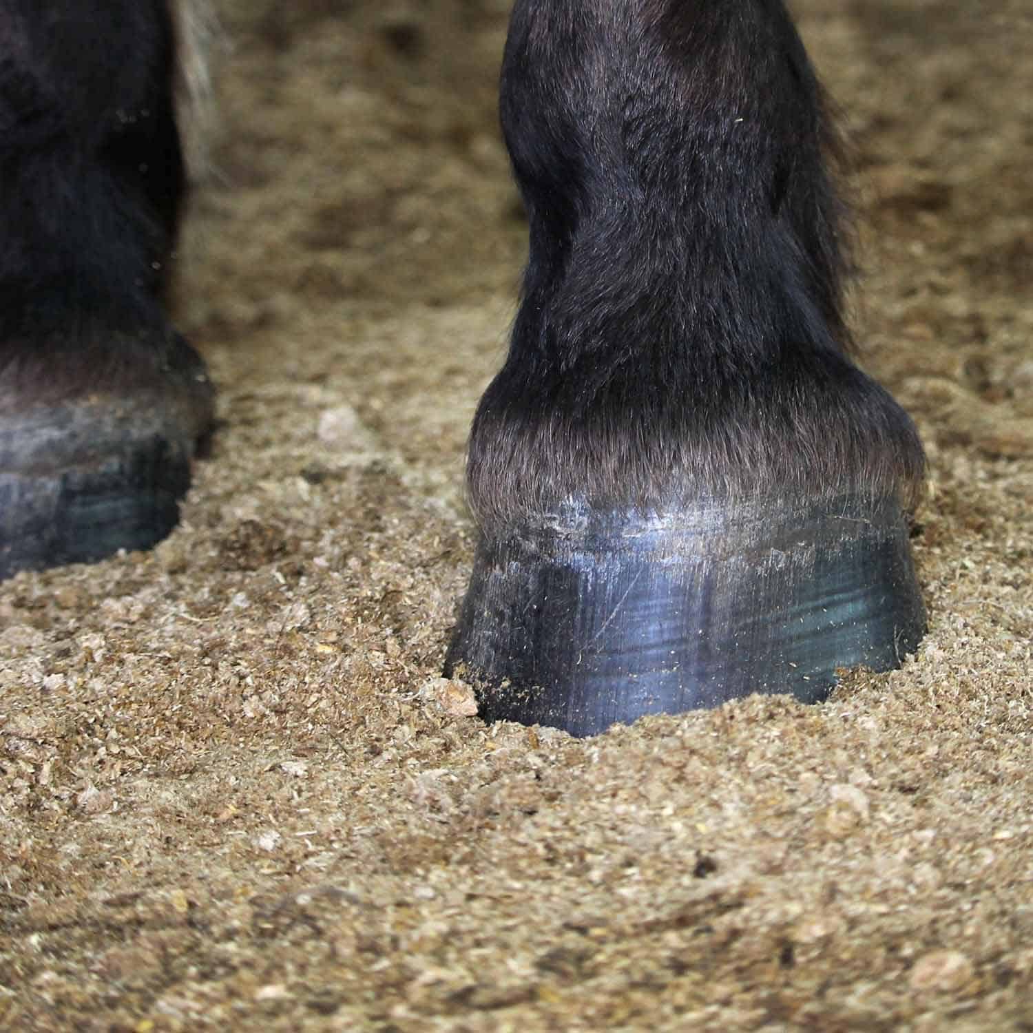 Die besten Streu für Tiere: Komfort und Hygiene vereint!